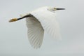 Closeup of snowy egret flying with wings outspread in Florida.