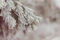 Closeup snowy fir branch in frosty day, winter landscape.