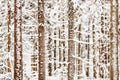Closeup of Snowy Forest Royalty Free Stock Photo
