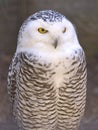 Closeup snowy owl