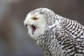Closeup of snowy owl Bubo scandiacus Royalty Free Stock Photo
