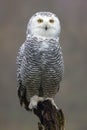 closeup of snowy owl Bubo scandiacus Royalty Free Stock Photo