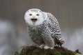 closeup of snowy owl Bubo scandiacus Royalty Free Stock Photo