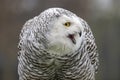 closeup of snowy owl Bubo scandiacus Royalty Free Stock Photo