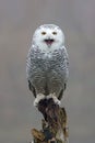 closeup of snowy owl (Bubo scandiacus) Royalty Free Stock Photo