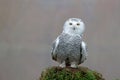 closeup of snowy owl (Bubo scandiacus) Royalty Free Stock Photo