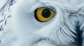 Closeup of a snowy owls beak perfectly adapted for hunting in the harsh winter conditions