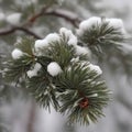 Closeup of snowy pine bough Generative AI