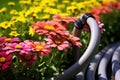 closeup of a soaker hose snaking through flowers Royalty Free Stock Photo