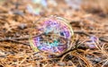 Soap bubble against the autumn pine Forest background Royalty Free Stock Photo