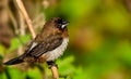 Closeup of a Society finch perched on a tree branch Royalty Free Stock Photo