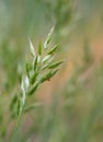 Closeup of Soft brome Bromus hordeaceus - Bull grass, Soft cheat, Soft chess