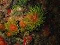 Closeup with soft coral during the night dive in Sabah, Borneo. Royalty Free Stock Photo