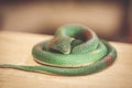 Closeup soft focus shot of a coiled green rubber toy snake on a wooden table