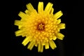 Closeup of soft-focused isolated yellow dandelion flower Royalty Free Stock Photo