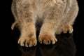 Closeup Soft Paws of Scottish fold Cat Black Isolated Background Royalty Free Stock Photo