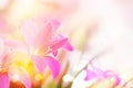 Soft pink rain lilly flower romance background Royalty Free Stock Photo