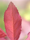 Closeup pink young leaf of rose plant in garden and soft focus and blurred for background ,nature background Royalty Free Stock Photo