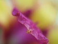 Closeup soft purple ,yellow petal of orchid flower in garden and soft focus and blurred for background ,nature background Royalty Free Stock Photo