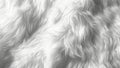 CloseUp of Soft White Fluffy Fur Texture for Backgrounds and Design Royalty Free Stock Photo