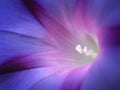 Closeup of Softly Illuminated Blue and Purple Morning Glory Flower Royalty Free Stock Photo
