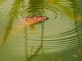 Closeup of a Softshell Turtle