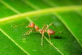 Closeup of Solenopsis molesta, a thief ant on a green leaf.