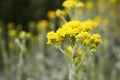 Solidago rigida with yellow flowers flowers