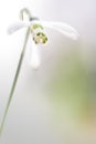 A closeup of a solitair snowdrop