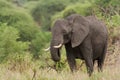 Closeup of a solitary African Elephant Royalty Free Stock Photo