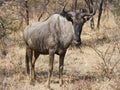 Closeup of solitary blue wildebeest gnu standing in the thick bushveld