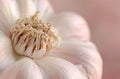 a closeup of a solitary garlic stem