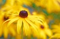 closeup one black eyed Susan in backyard garden