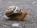 Closeup solitary snail sits atop a textured brown shell