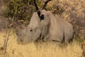 A closeup of a solitary white rhino bull standing in tall grass. Royalty Free Stock Photo