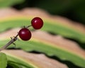 Closeup of Solomon\'s Plume berries