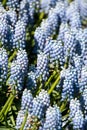 A closeup of some blue Muscari flowers.