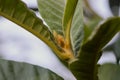 Closeup of some buds of loquat Eriobotrya japonica