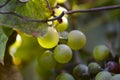 Closeup of some chasselas grapes