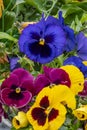 Colorful pansies Viola wittrockiana in the sunshine.