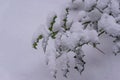 Closeup of some common holly leaves covered in a thick layer of white snow, winter season background