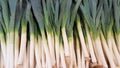 Closeup of some fresh Leeks with the white bulb and roots background white and green leek stalks Royalty Free Stock Photo