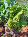 A closeup of some grk grapes famous on the island of Korcula for its unqiue wine