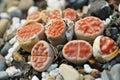 Closeup on some light red colored living stones, Lithops karasmonana Royalty Free Stock Photo