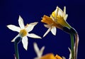 Narcissus Royalty Free Stock Photo