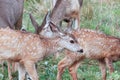 Closeup of some spotted mule deer fawns Royalty Free Stock Photo