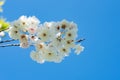 A closeup of some white double cherry blossoms against the blue sky.