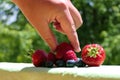 Closeup of someone`s hand taking a strawberry out of a group of mixed berries outdoors