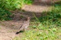 Closeup of a song thrush bird on the ground in a forest under the sunlight Royalty Free Stock Photo