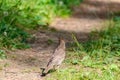 Closeup of a song thrush bird on the ground in a forest under the sunlight Royalty Free Stock Photo